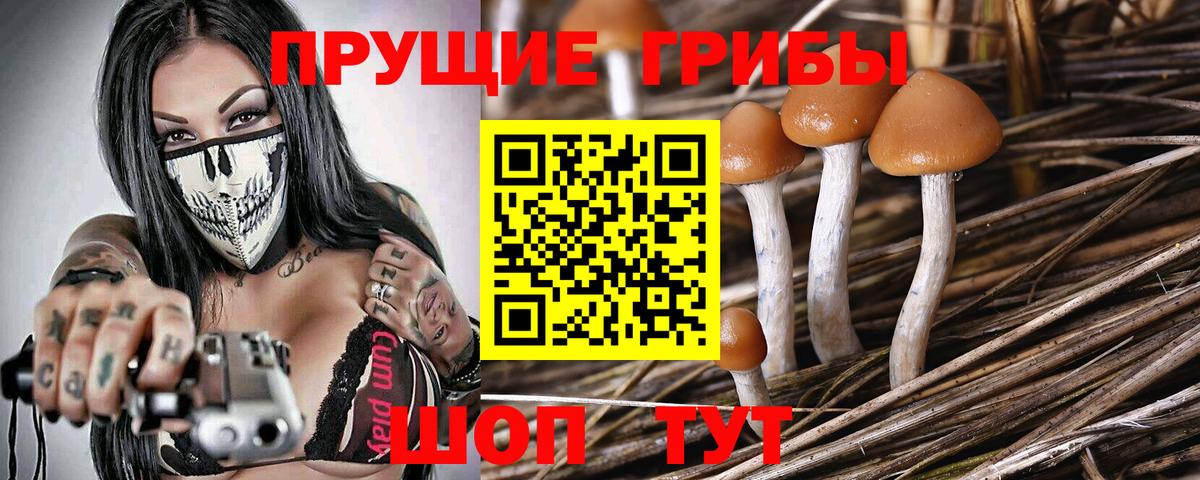 Галлюциногенные грибы Psilocybine cubensis Чита